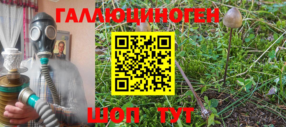 Осинники  Псилоцибиновые грибы Psilocybe  Вход с VPN  Псилоцибиновые грибы Psilocybine cubensis 